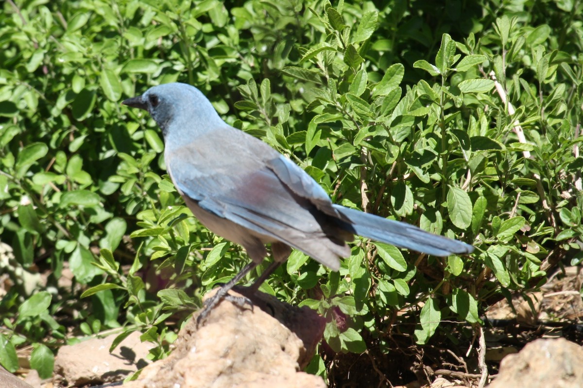 Mexican Jay - ML617442827