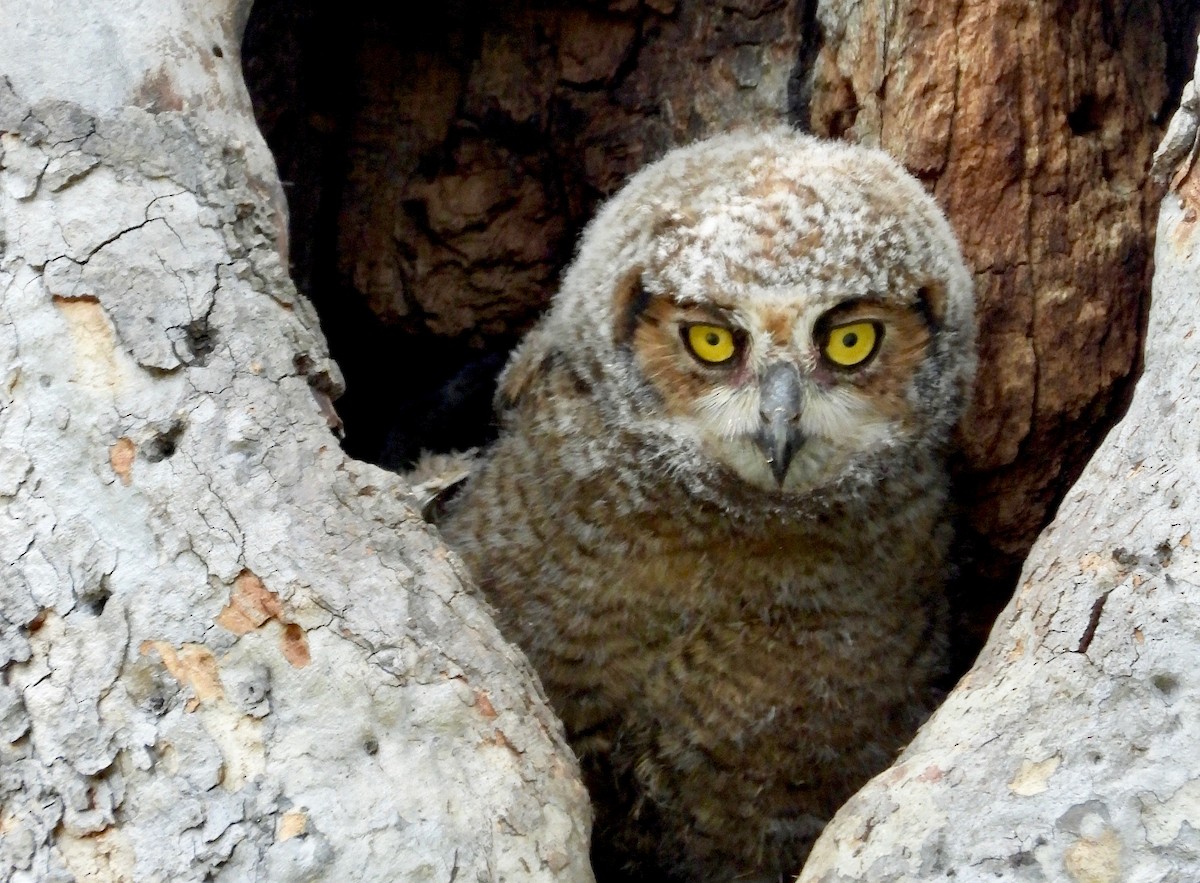 Great Horned Owl - ML617442889