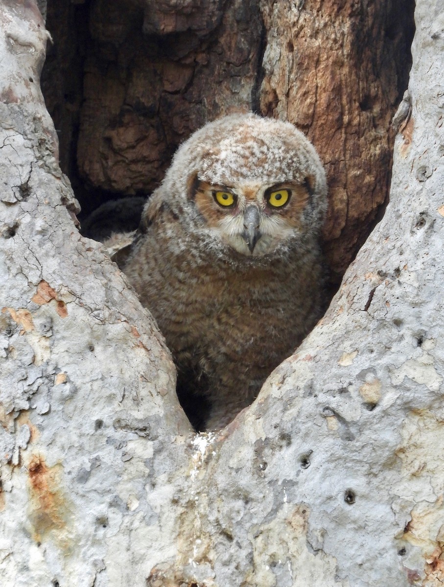 Great Horned Owl - ML617442890