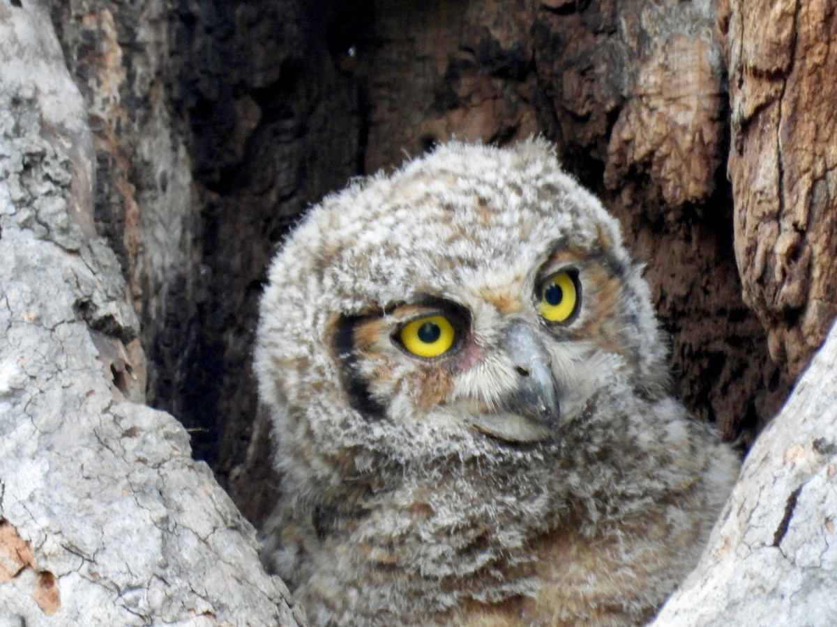 Great Horned Owl - ML617442891