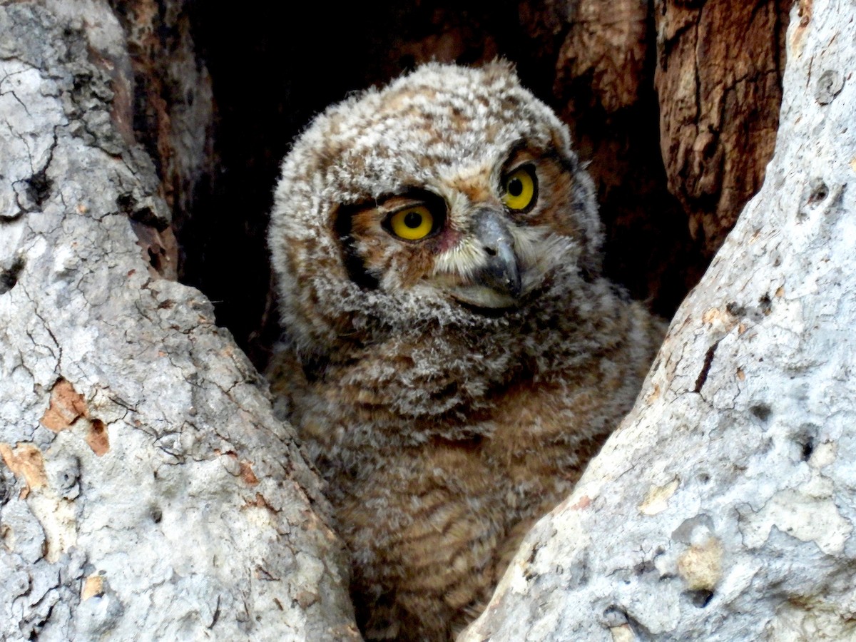 Great Horned Owl - ML617442892