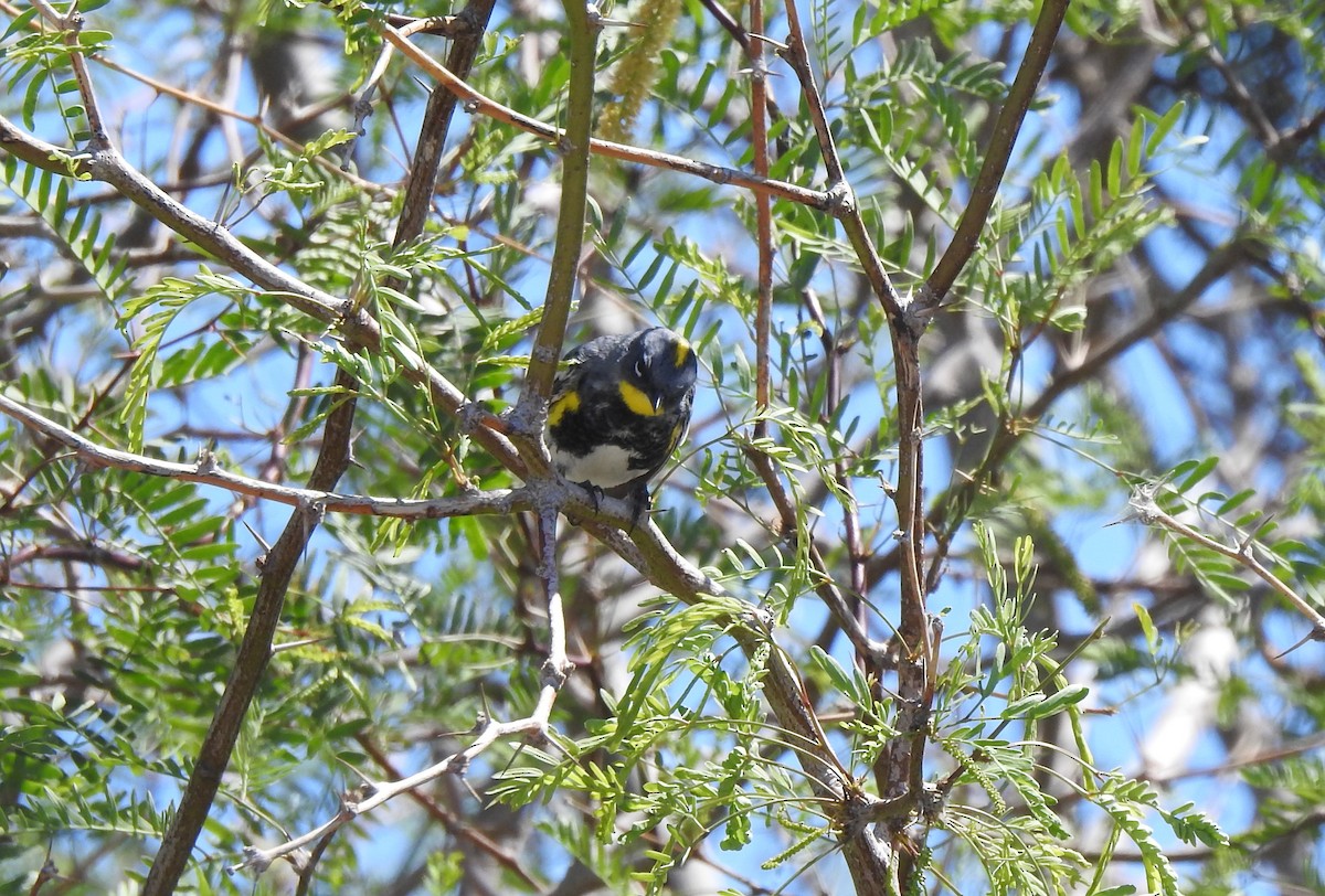 lesňáček žlutoskvrnný (ssp. auduboni) - ML617442904