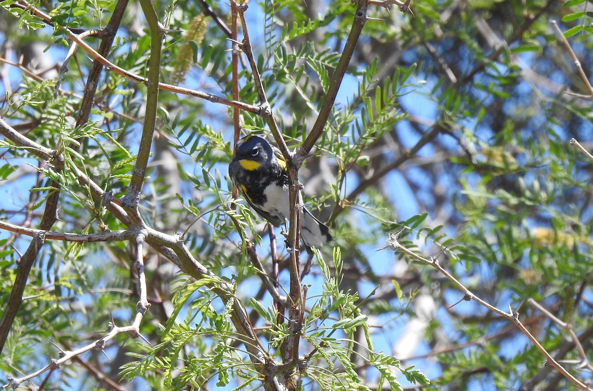 Yellow-rumped Warbler (Audubon's) - ML617442908