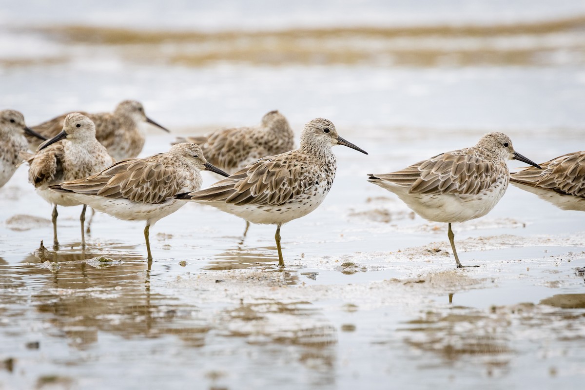 Great Knot - ML617442911