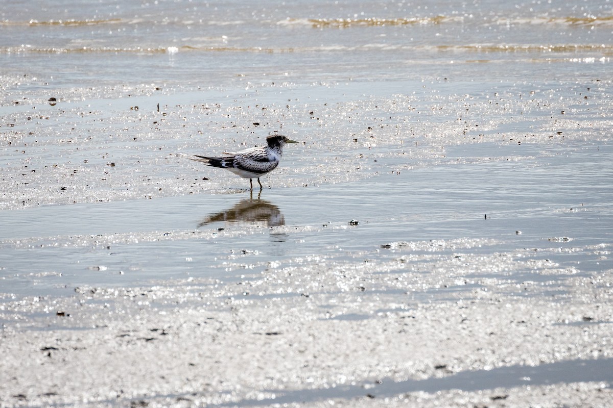 Great Crested Tern - ML617442915