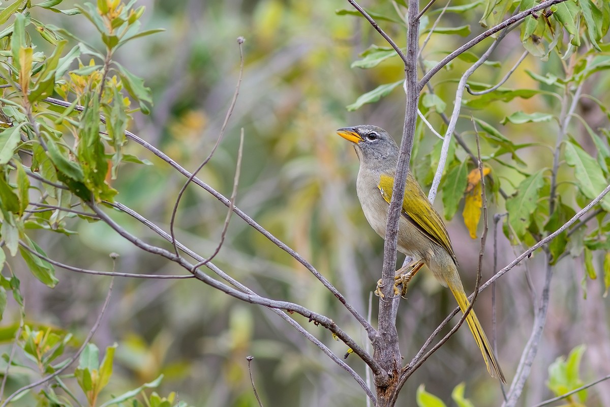 Pale-throated Pampa-Finch - ML617442951