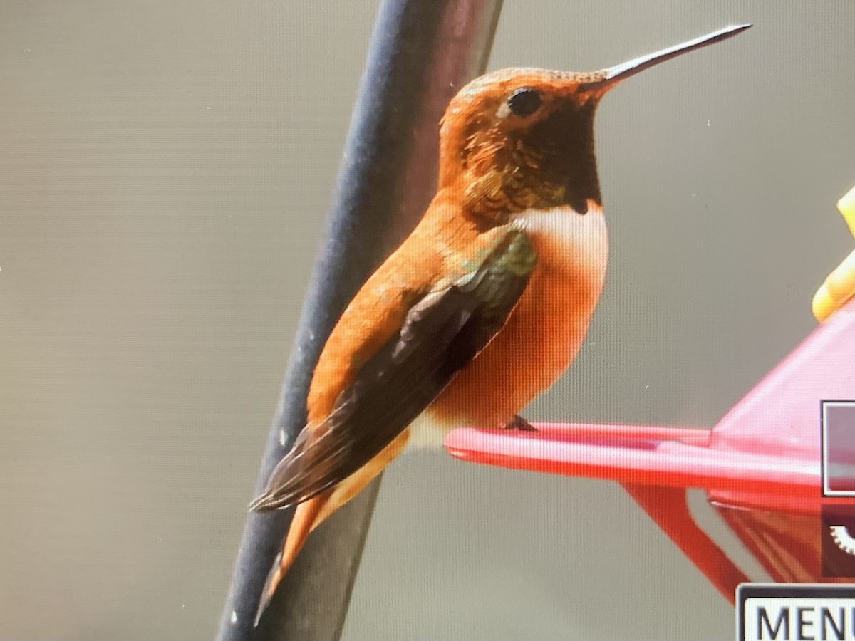 Rufous Hummingbird - ML617442975