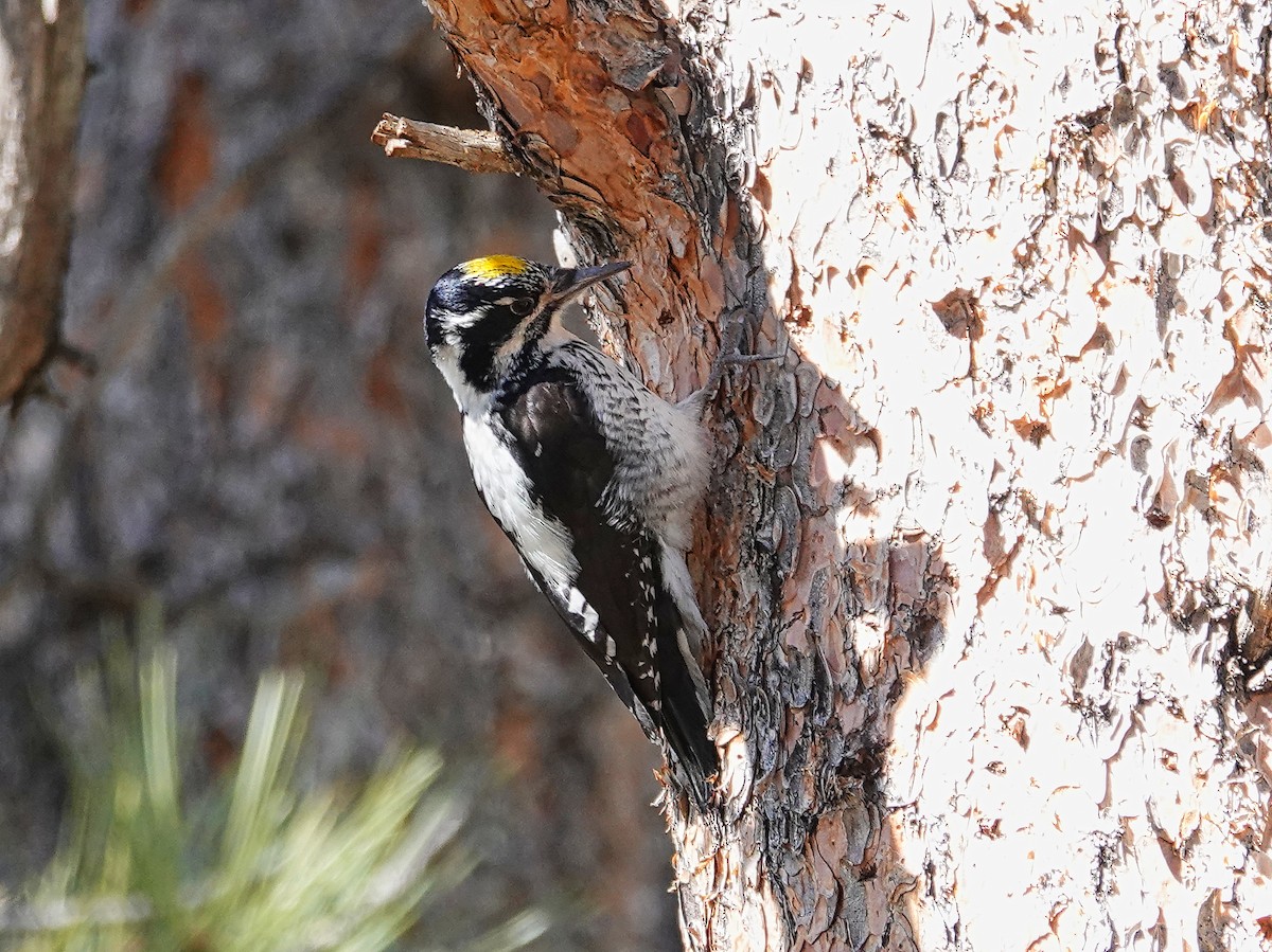 American Three-toed Woodpecker (Rocky Mts.) - ML617442980