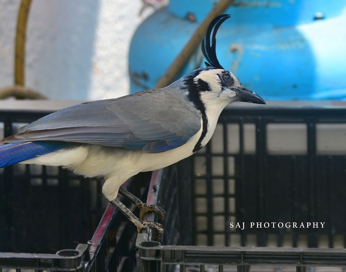 White-throated Magpie-Jay - ML617443065