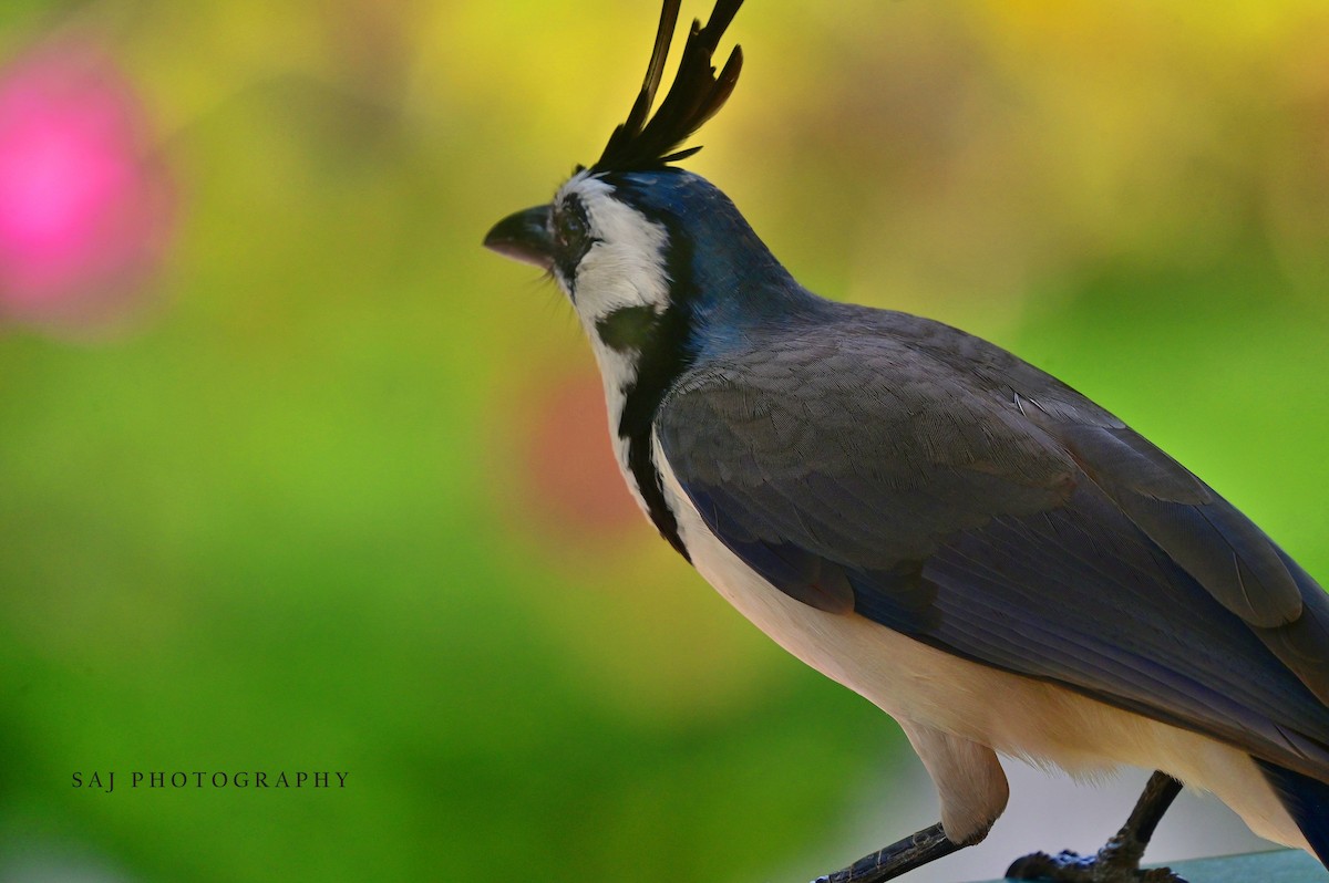 White-throated Magpie-Jay - ML617443067