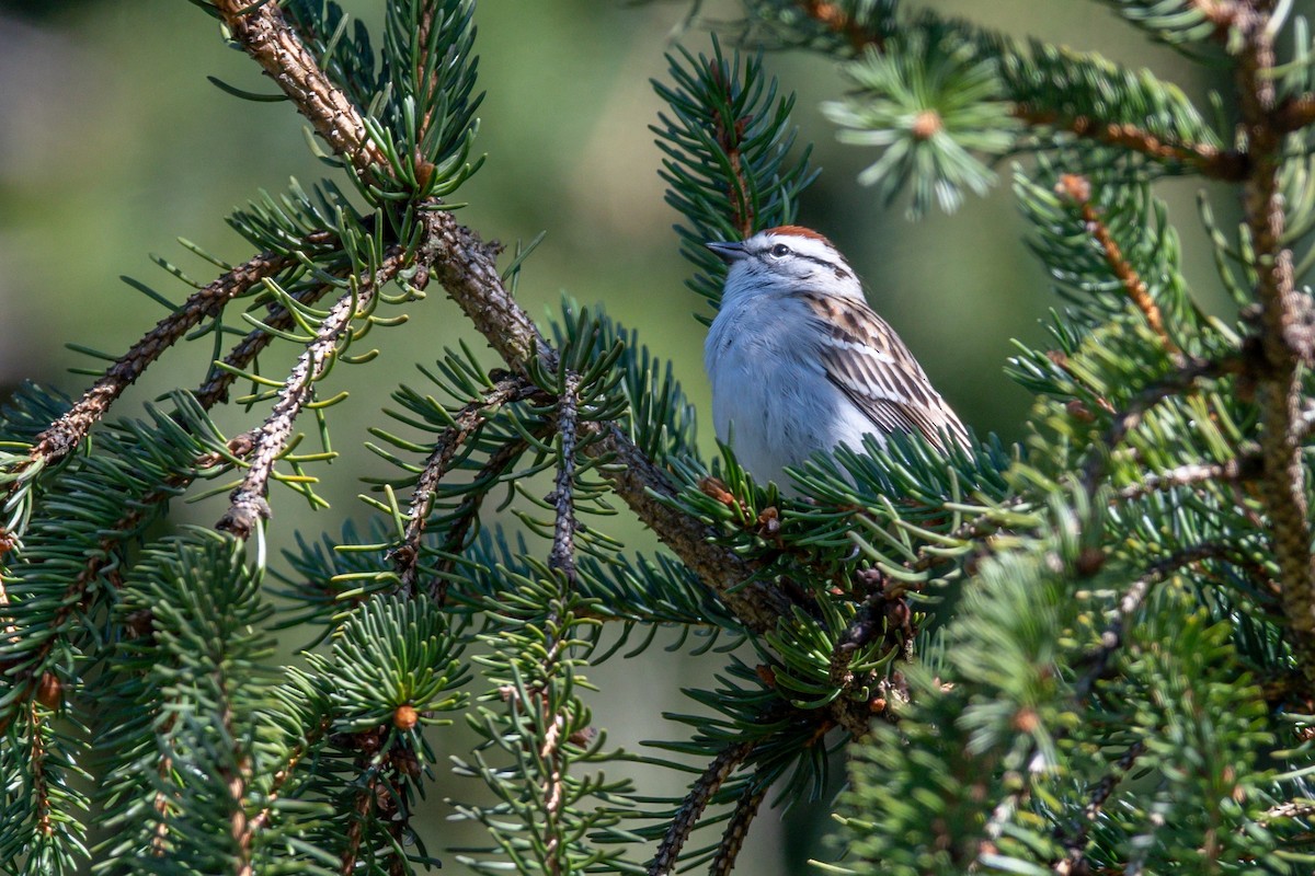 Chipping Sparrow - ML617443104