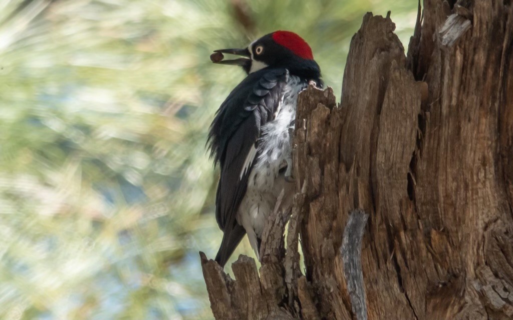 Acorn Woodpecker - ML617443121