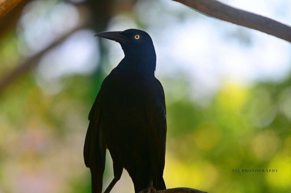 Great-tailed Grackle - ML617443177