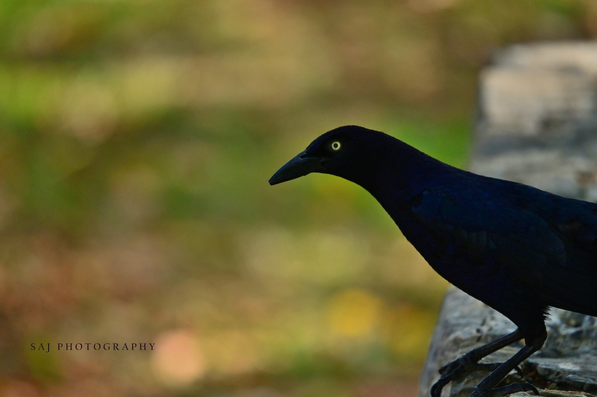 Great-tailed Grackle - ML617443178