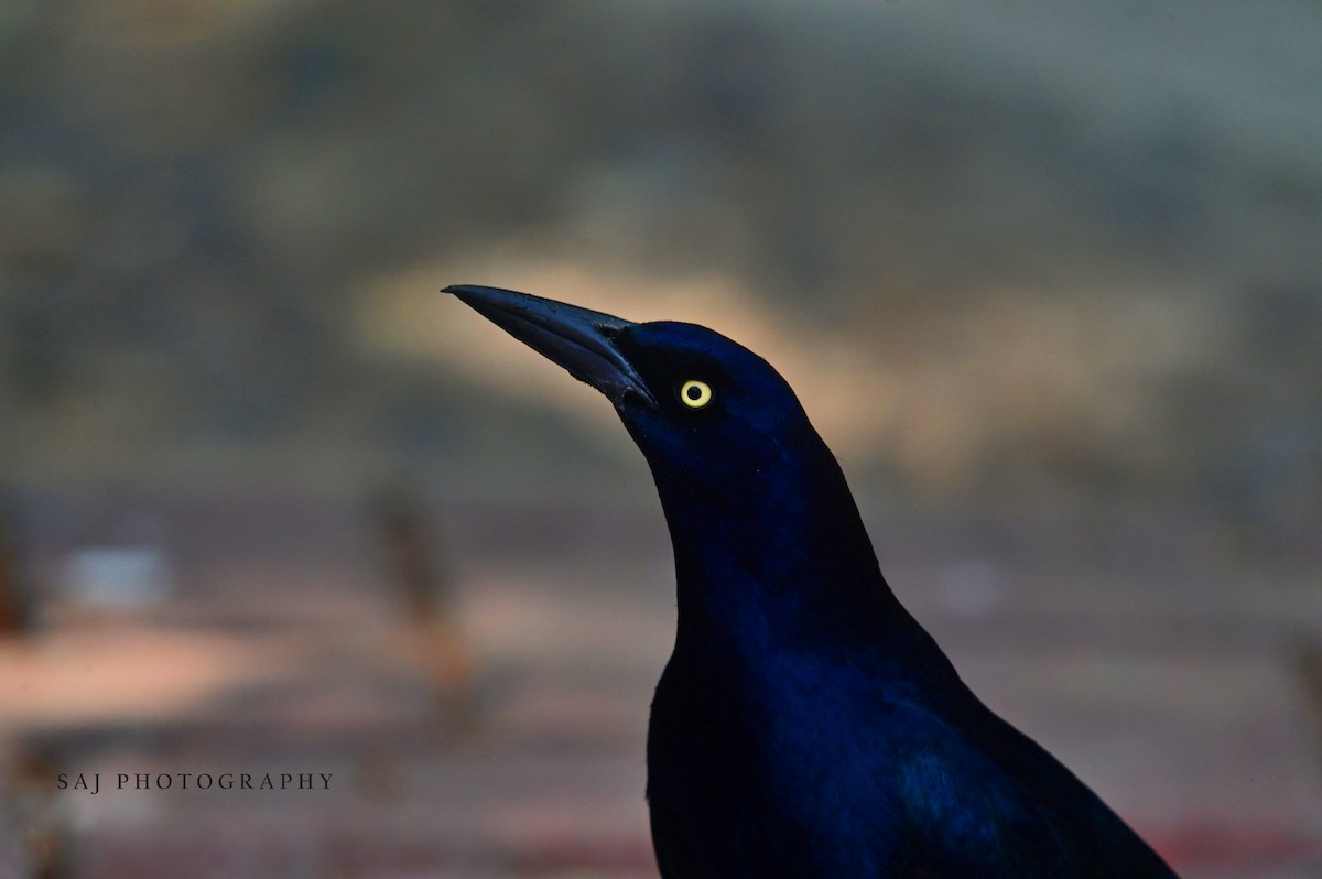 Great-tailed Grackle - ML617443179