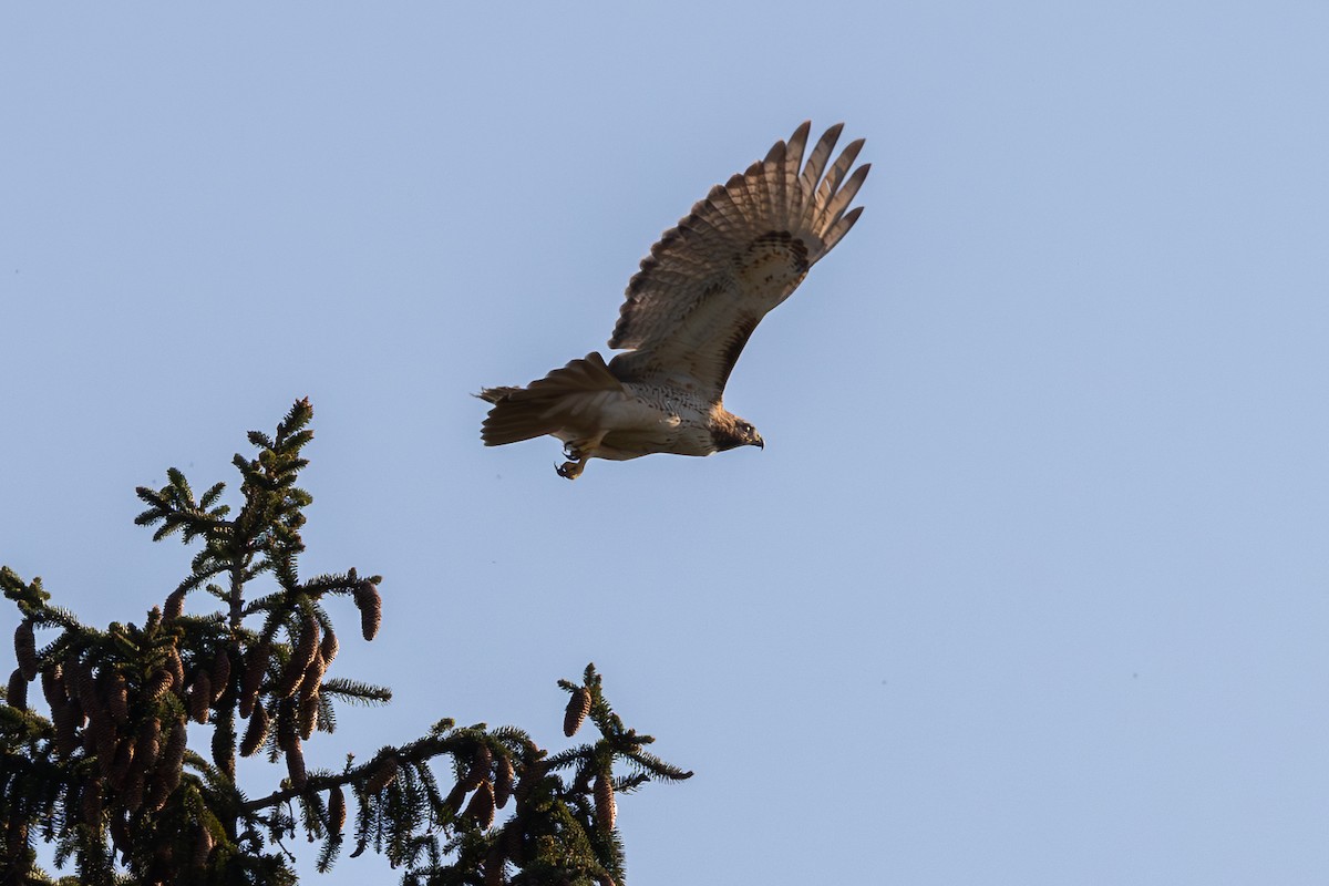 Red-tailed Hawk - ML617443188