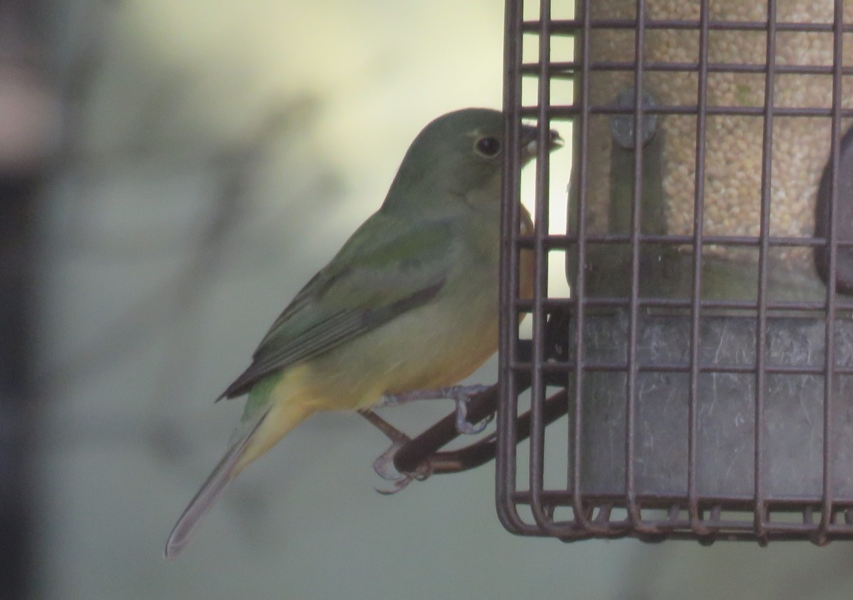 Painted Bunting - ML617443303