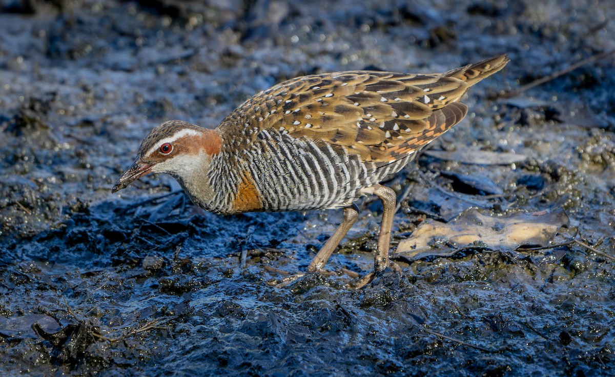 Buff-banded Rail - Philip Griffin