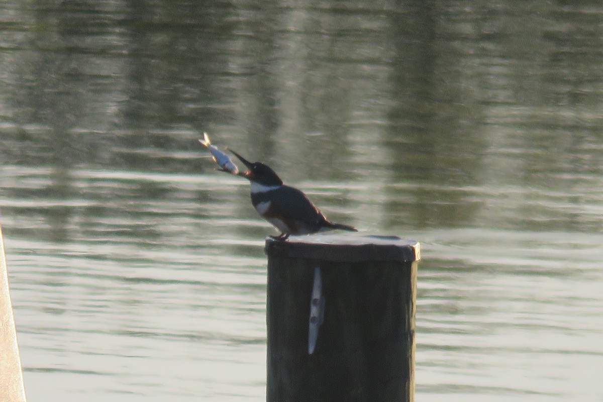 Belted Kingfisher - ML617443404