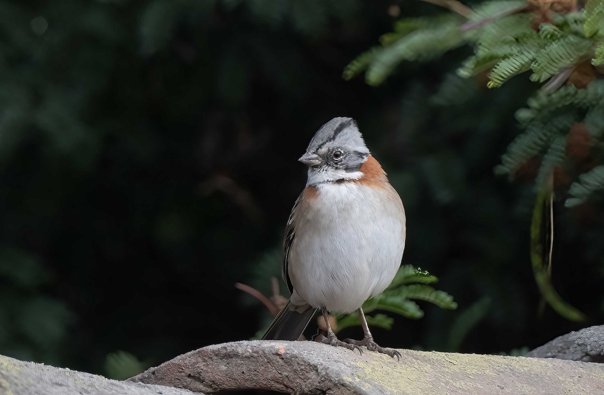 Rufous-collared Sparrow - ML617443405