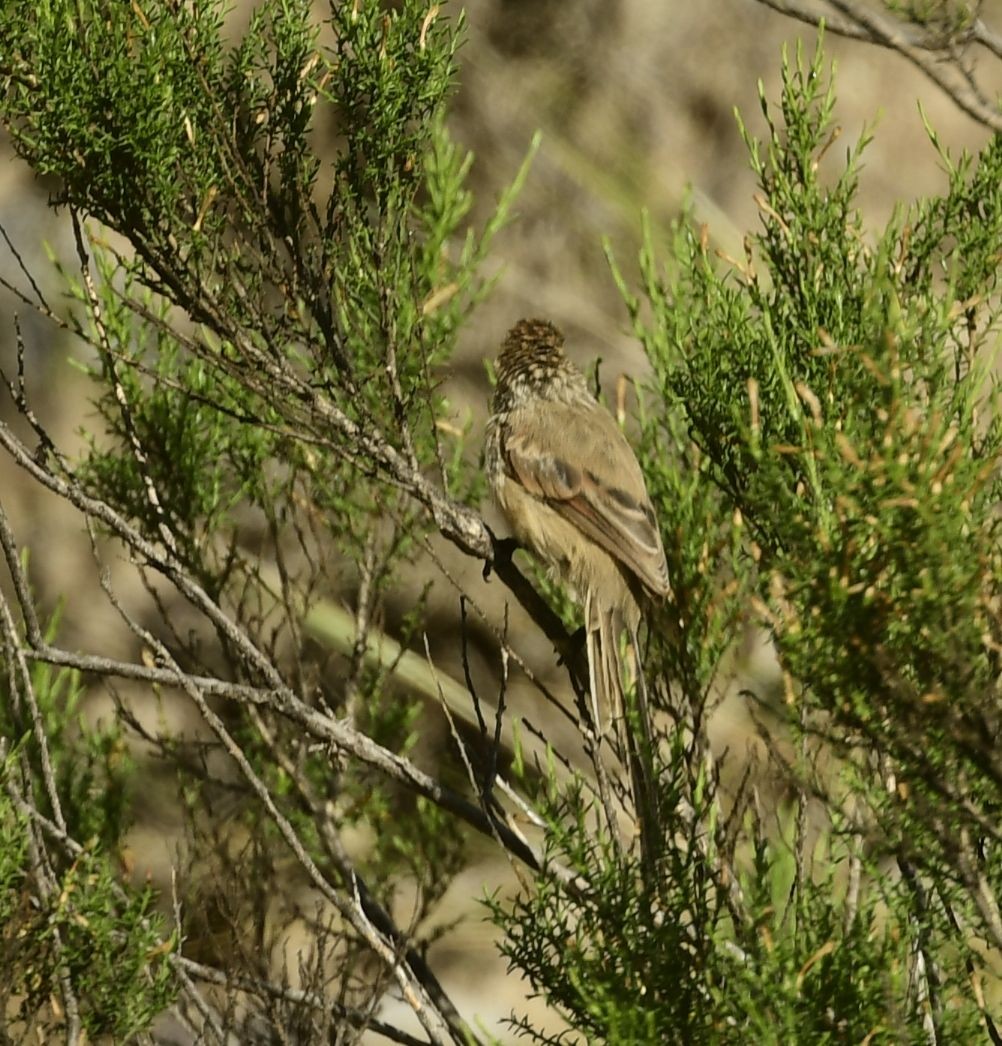 Brown-capped Tit-Spinetail - ML617443435