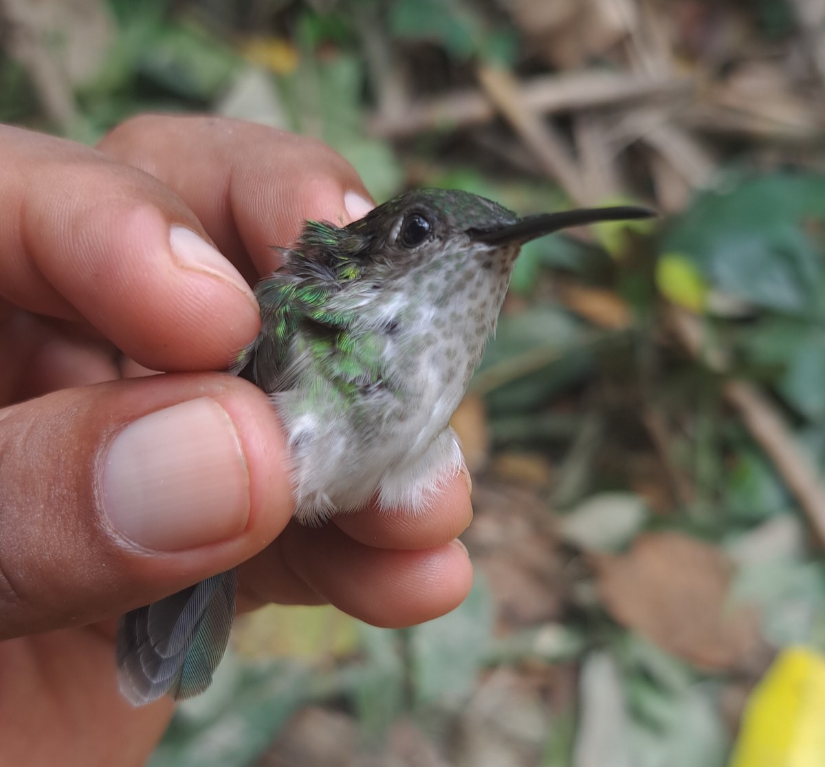 Olive-spotted Hummingbird - ML617443474