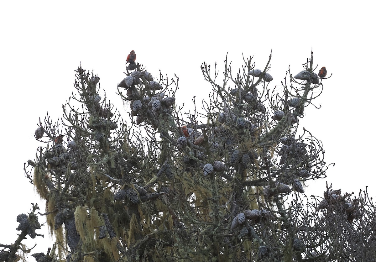 Red Crossbill (Ponderosa Pine or type 2) - ML617443515