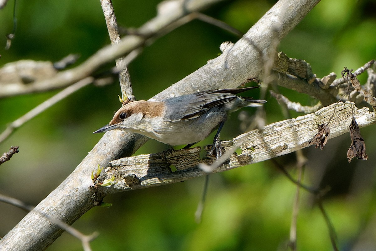 Brown-headed Nuthatch - ML617443649