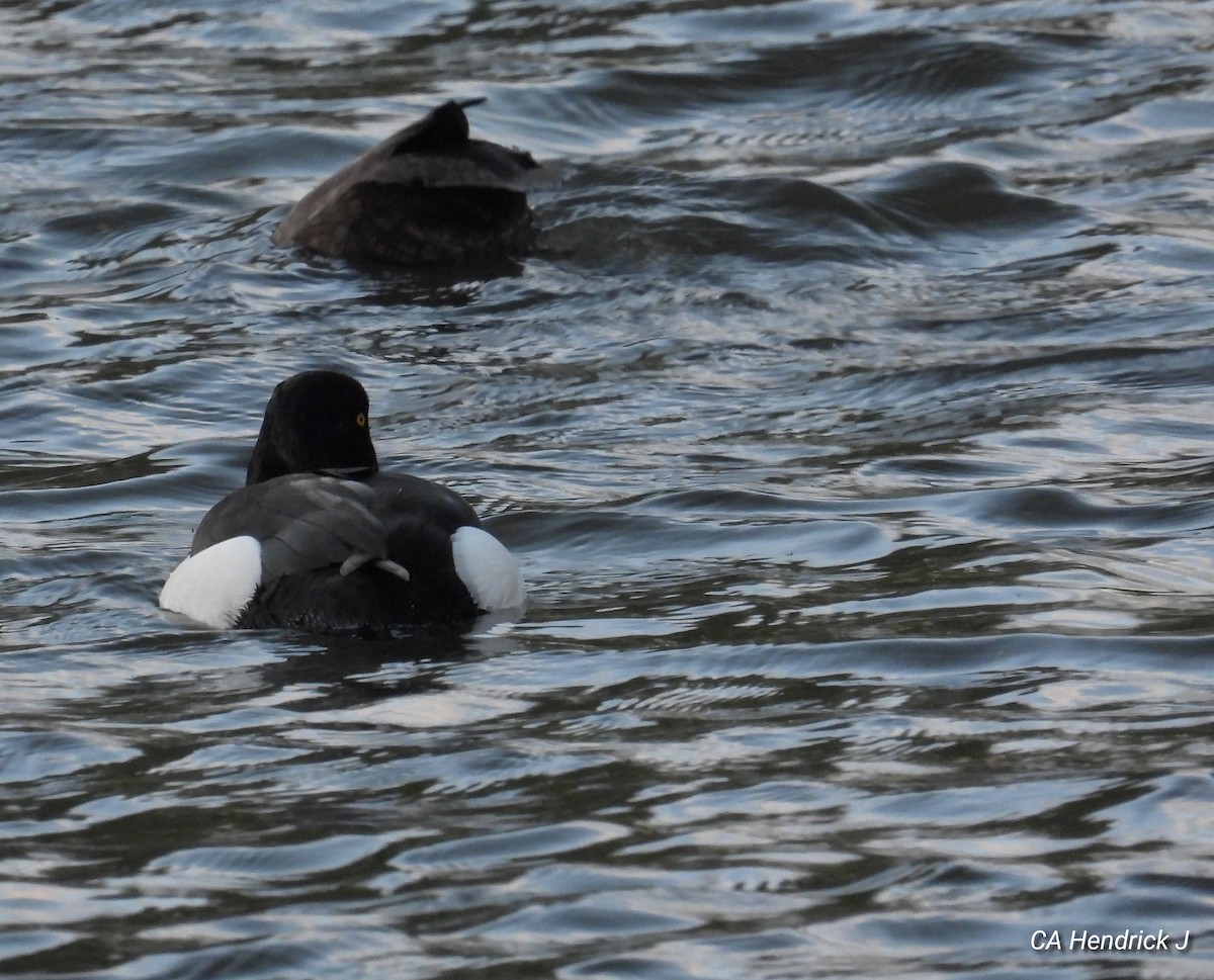 Tufted Duck - ML617443685