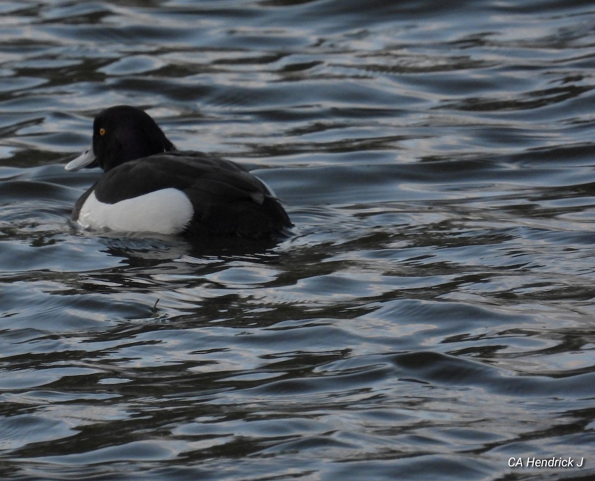 Tufted Duck - ML617443686