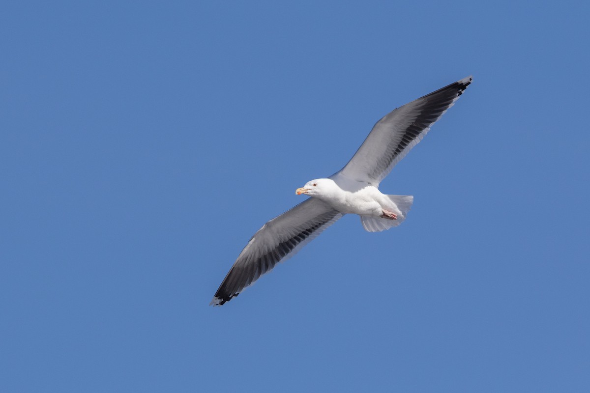 Great Black-backed Gull - Cory Gregory