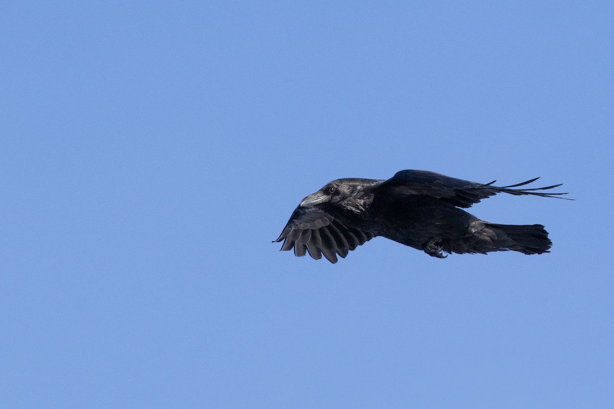 Common Raven - Cory Gregory