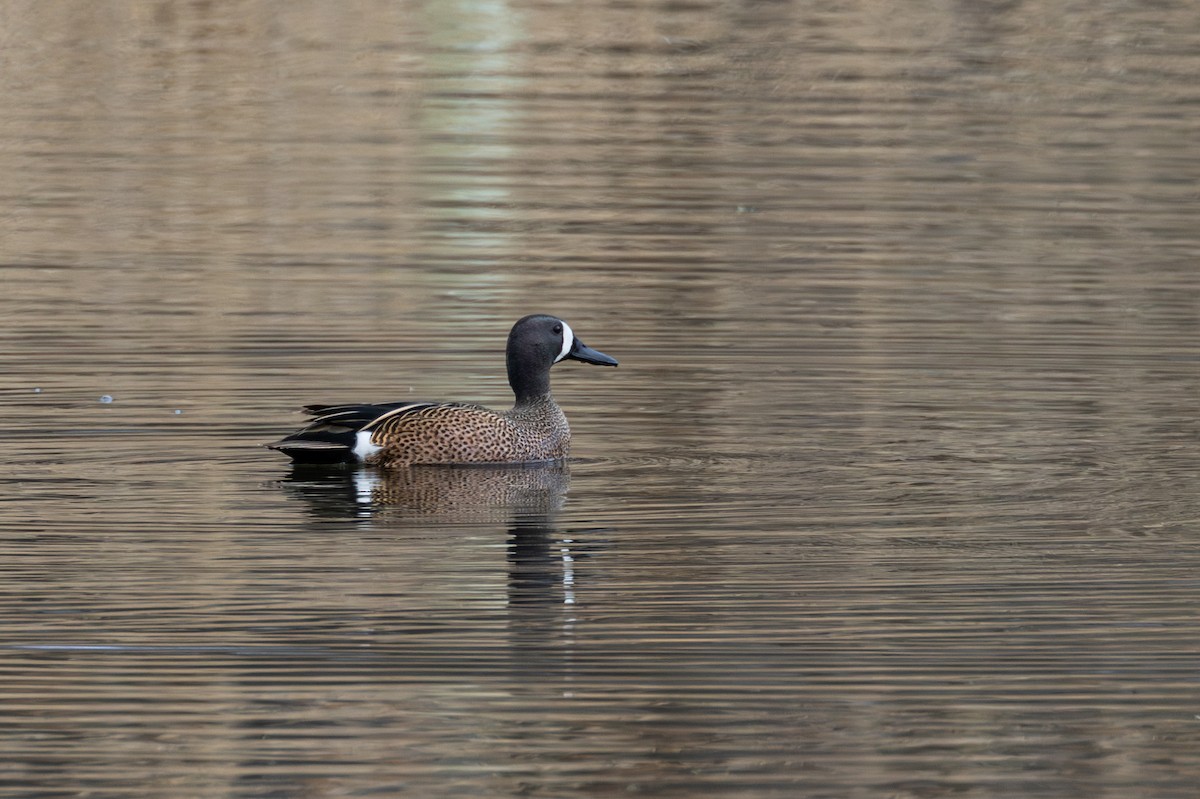 Blue-winged Teal - ML617443730