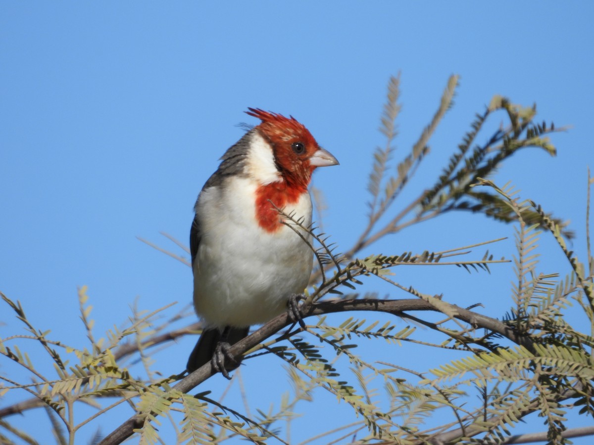 Red-crested Cardinal - ML617443766