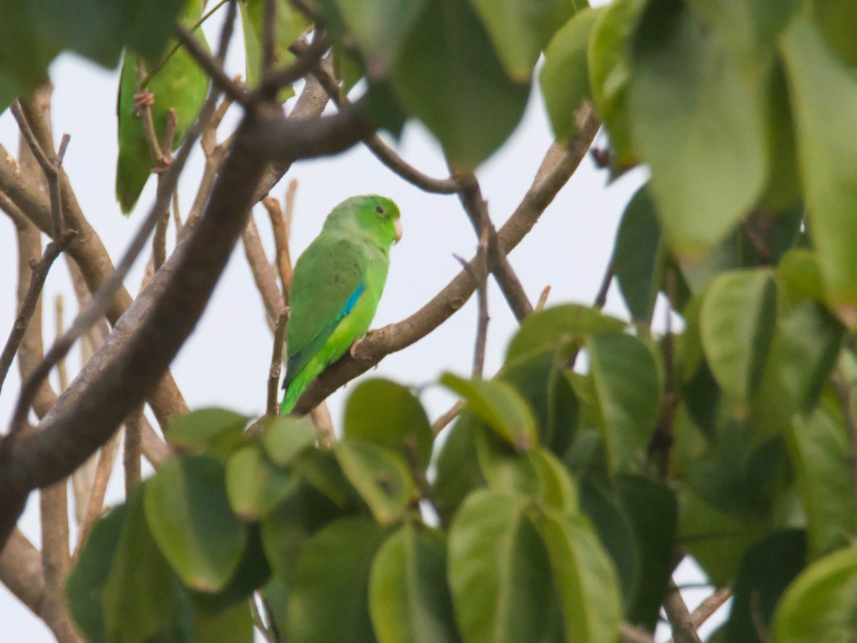 Зелёный воробьиный попугайчик - ML617443786