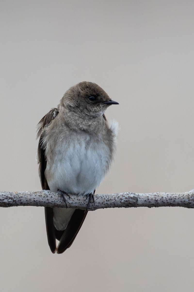 Northern Rough-winged Swallow - ML617443799