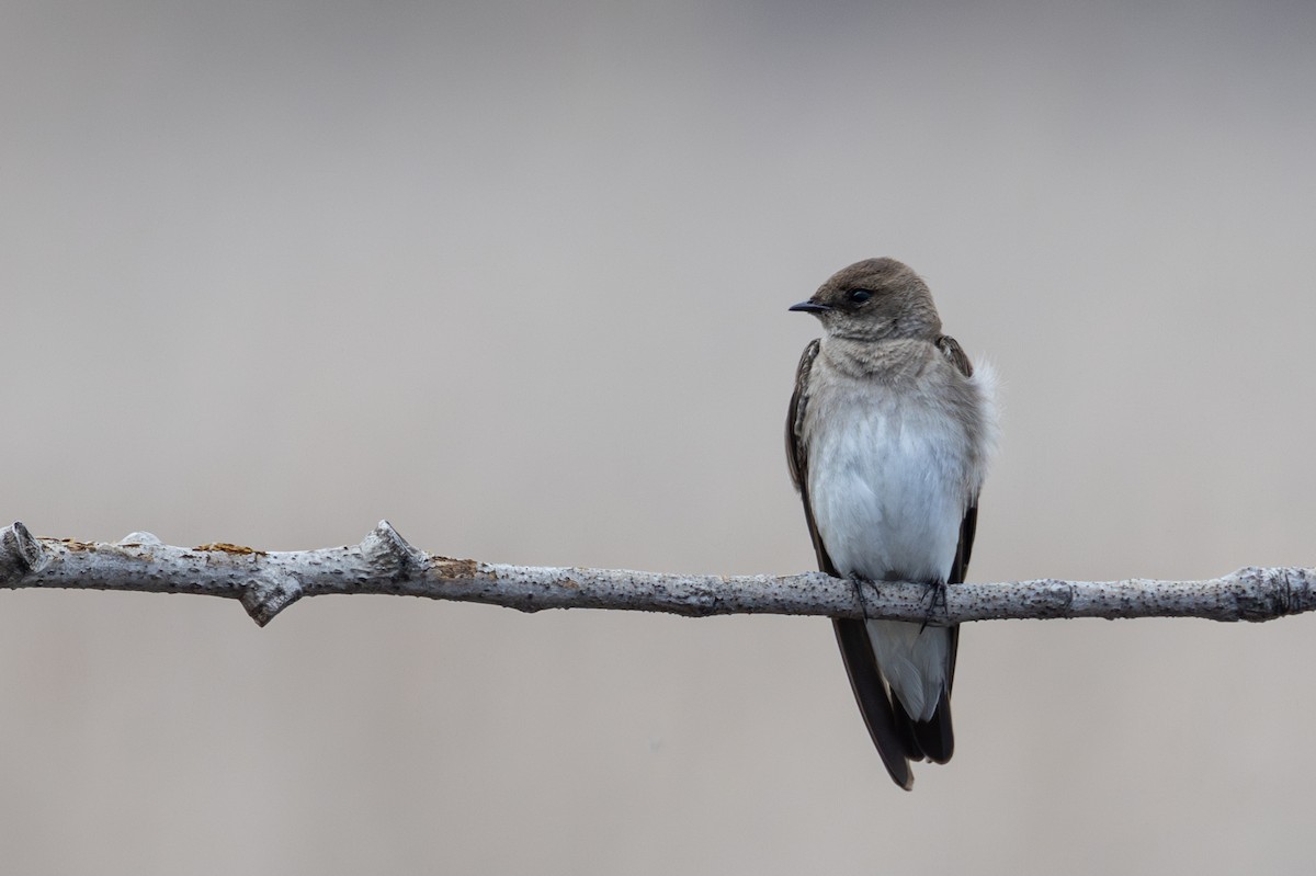 Northern Rough-winged Swallow - ML617443800