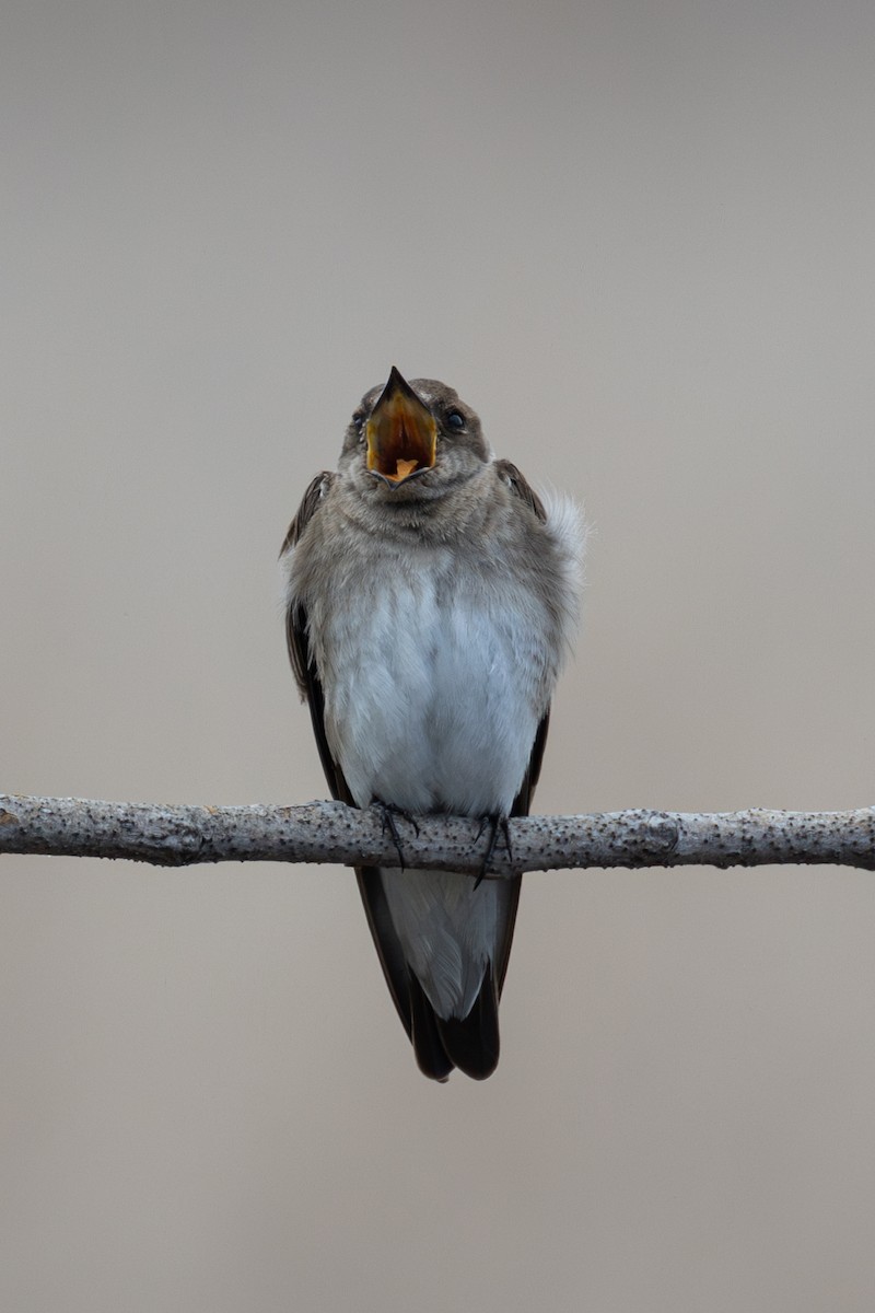 Northern Rough-winged Swallow - Rob  Sielaff