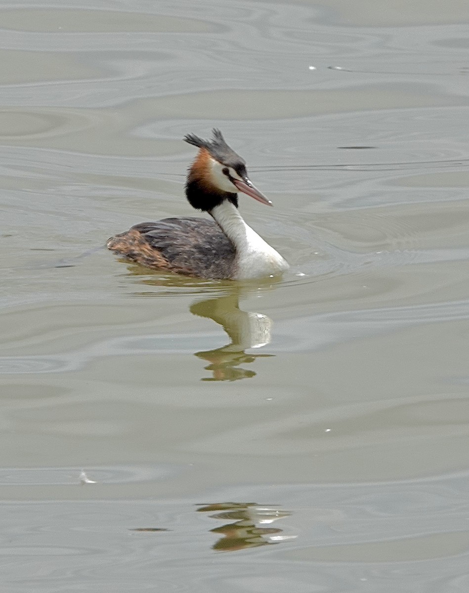 Great Crested Grebe - ML617443913