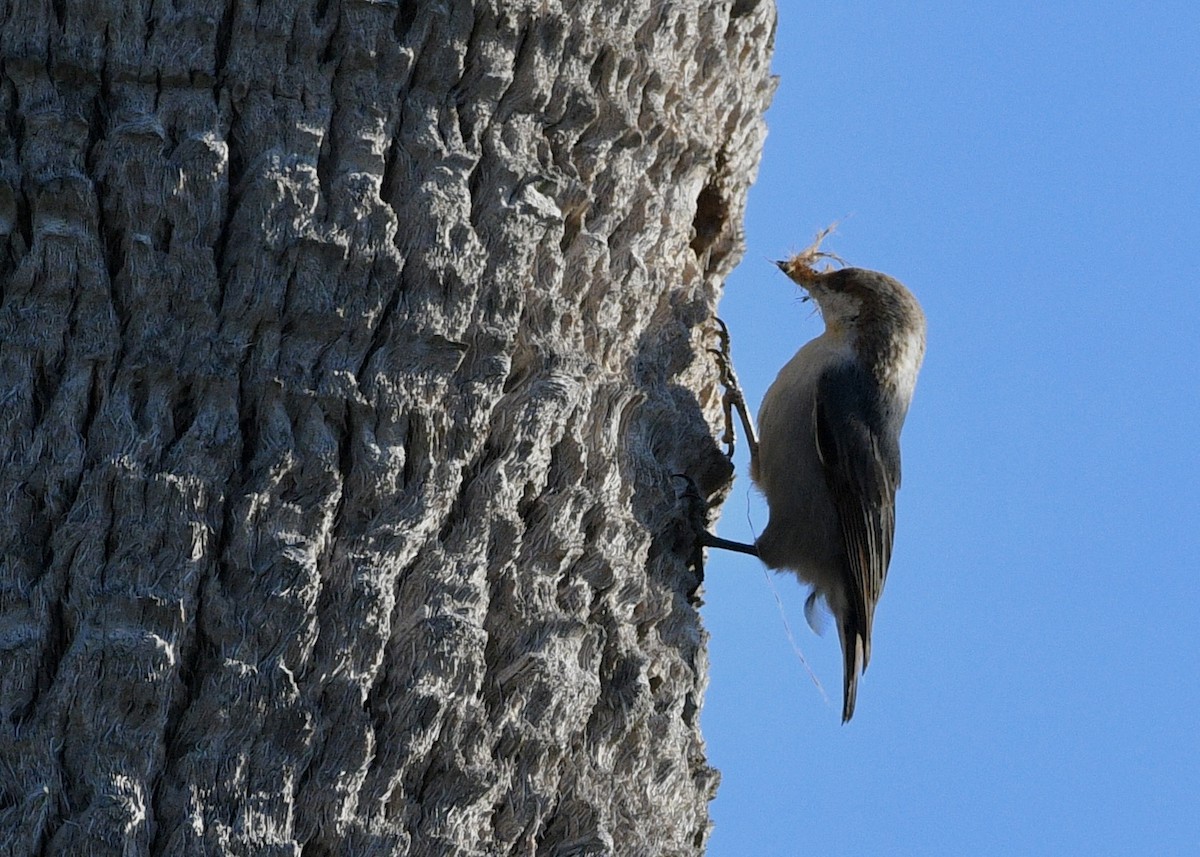 Brown-headed Nuthatch - ML617443919