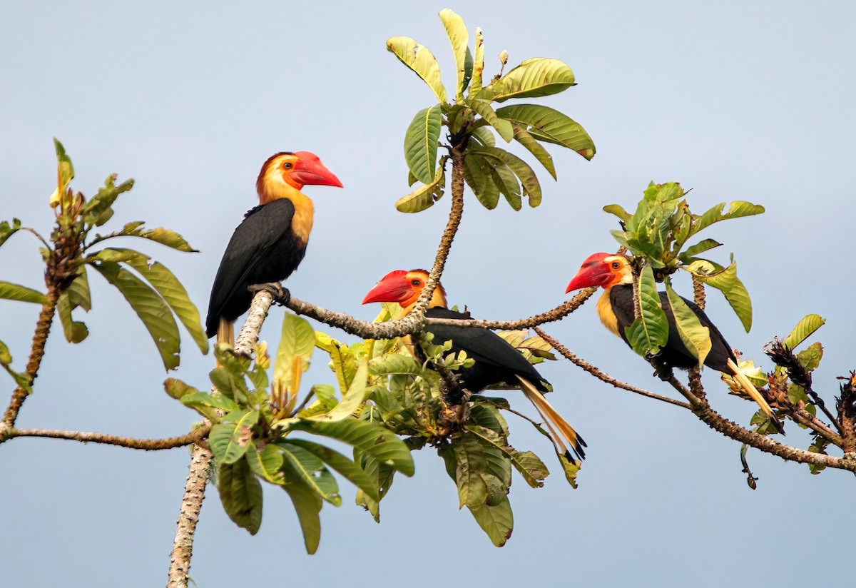 Writhed Hornbill - ML617443954
