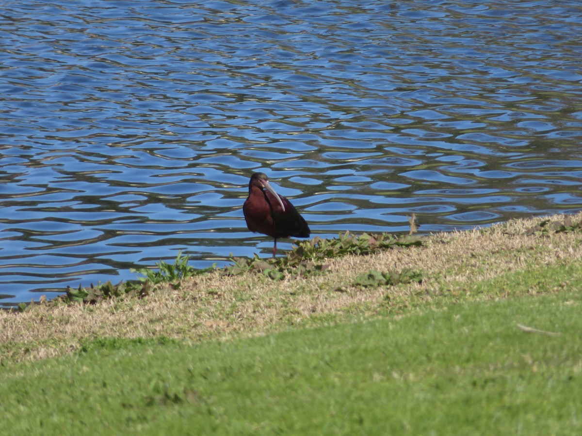ibis americký - ML617444004