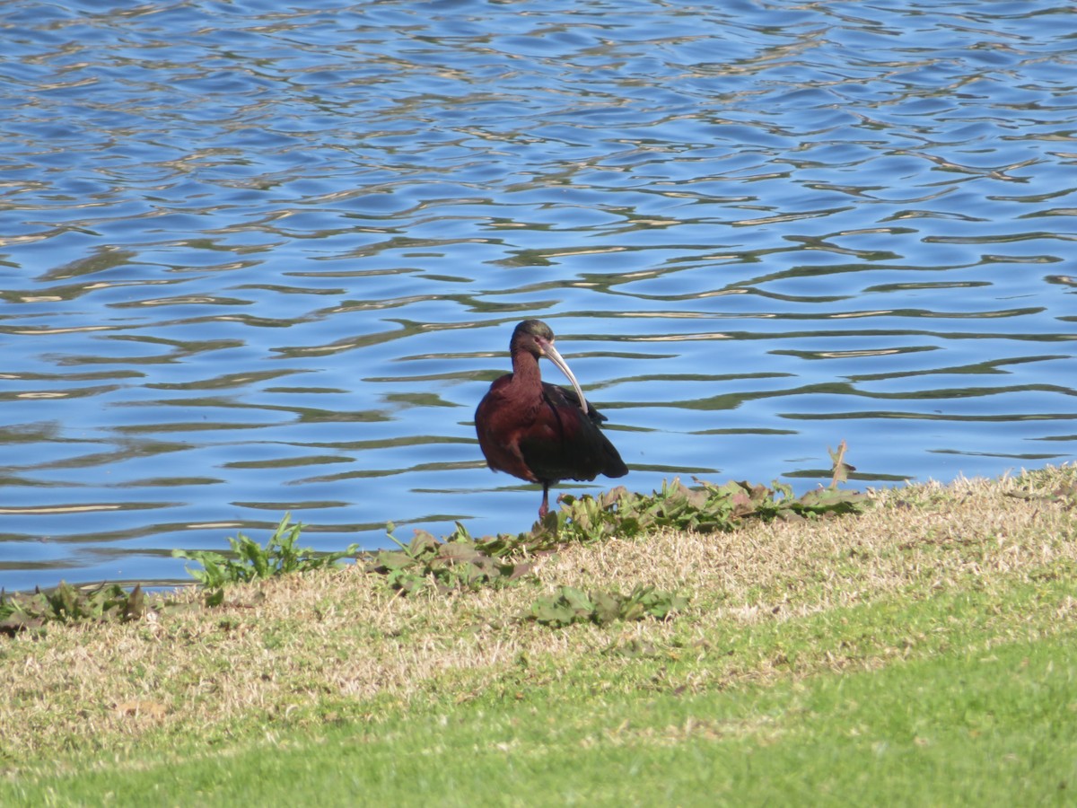 ibis americký - ML617444005