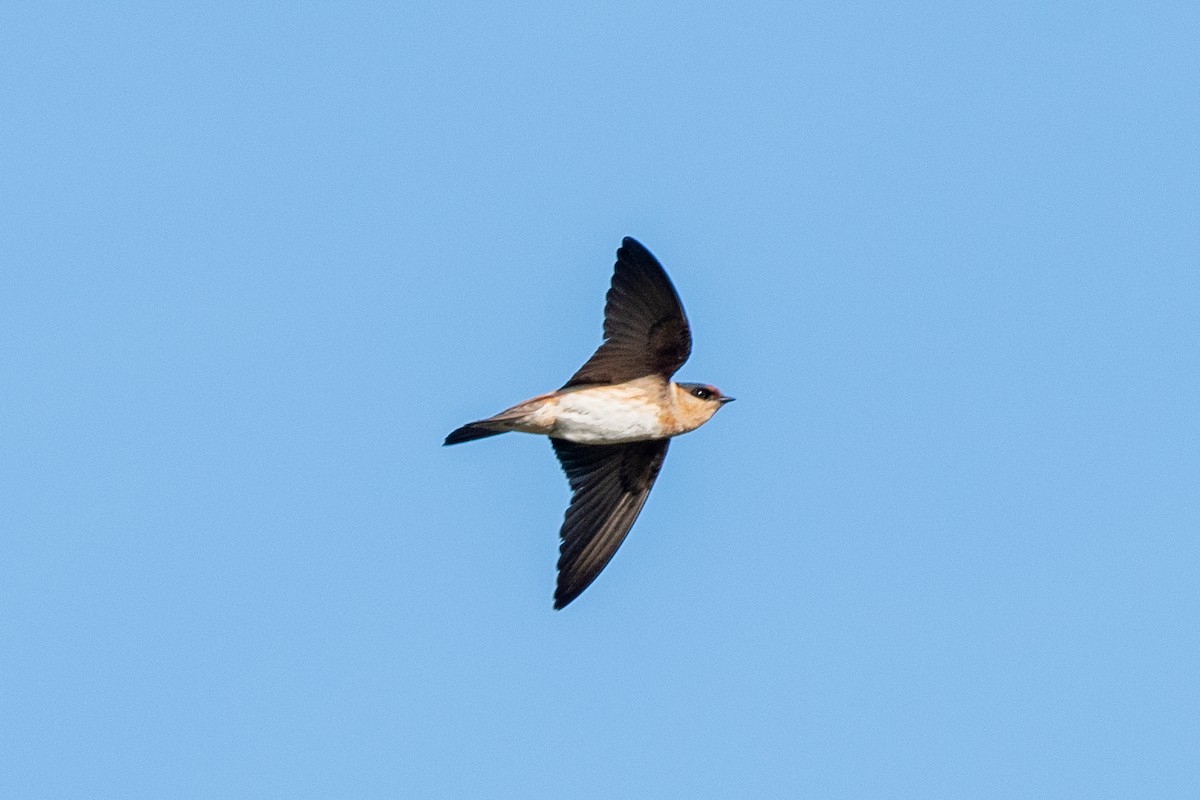 Cave Swallow - ML617444034