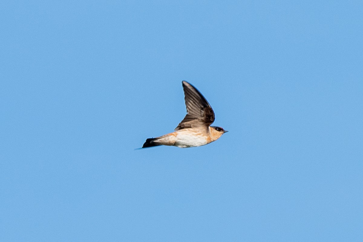 Cave Swallow - ML617444035