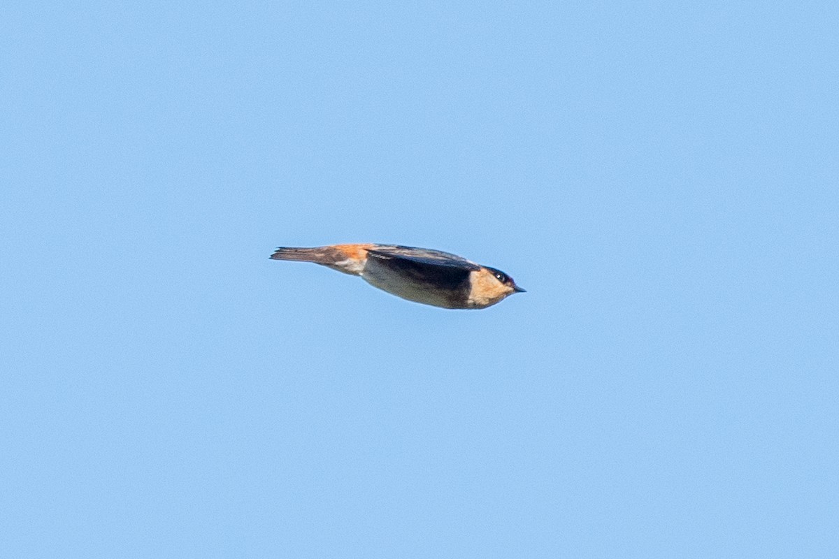 Cave Swallow - ML617444036