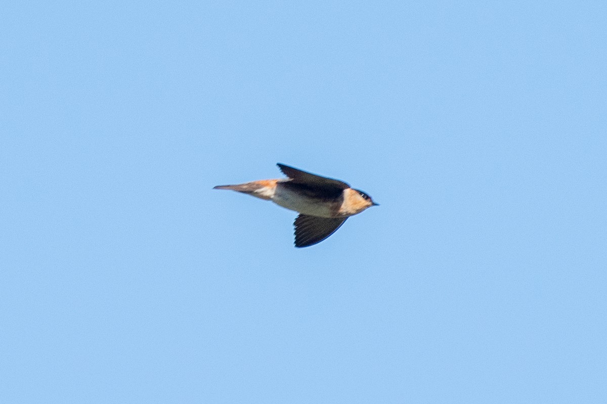 Cave Swallow - ML617444037