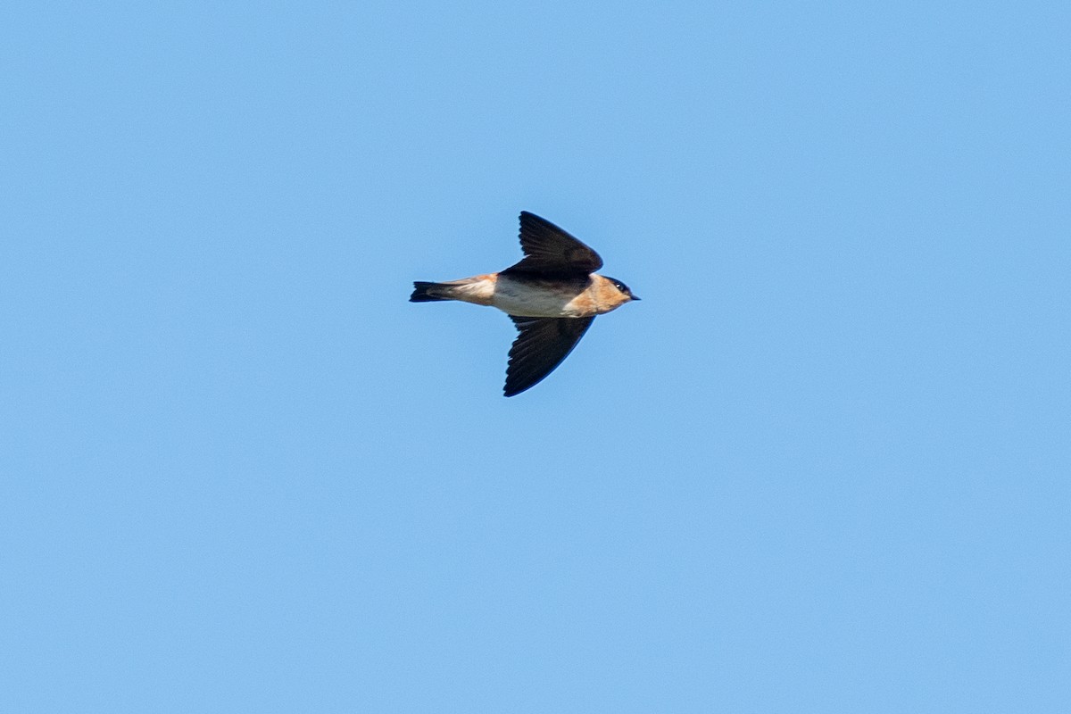 Cave Swallow - ML617444038