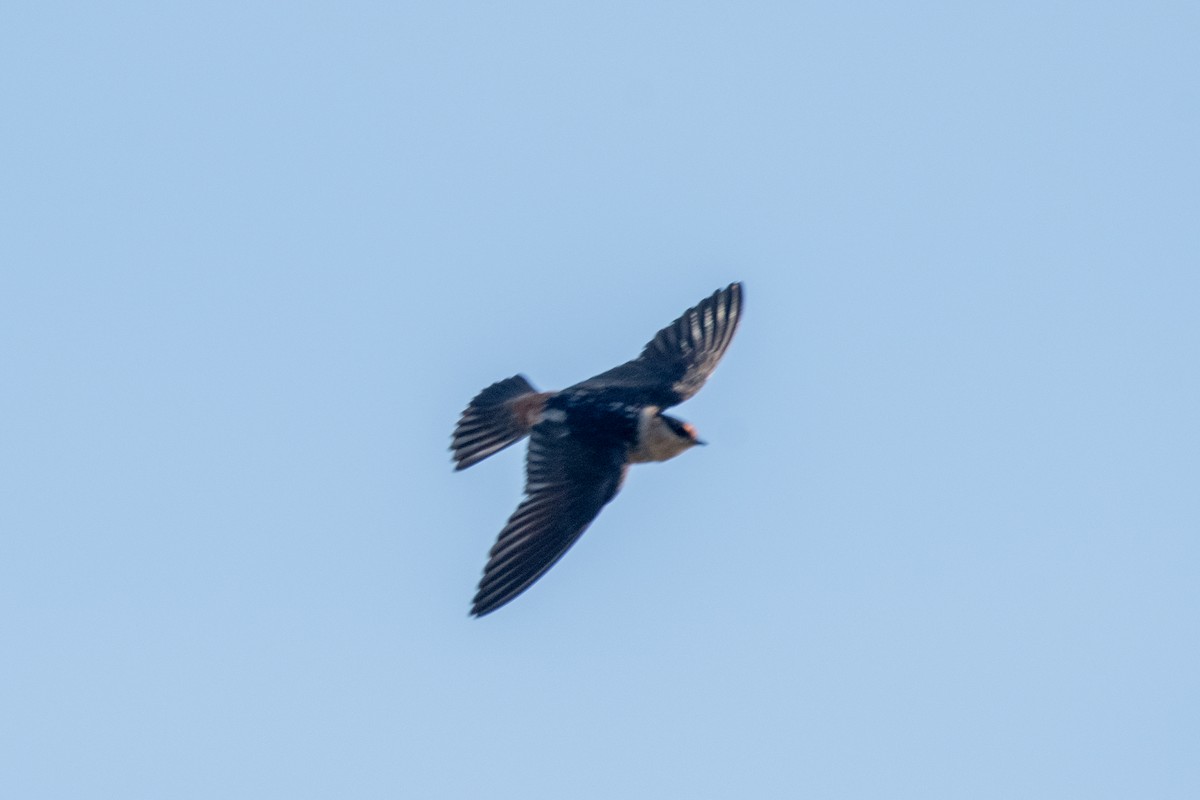 Cave Swallow - ML617444039