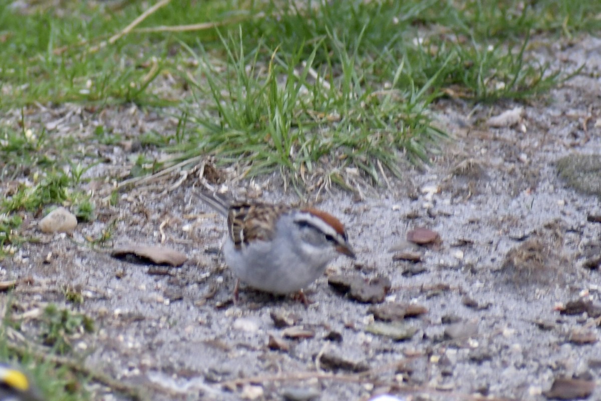 Chipping Sparrow - ML617444050